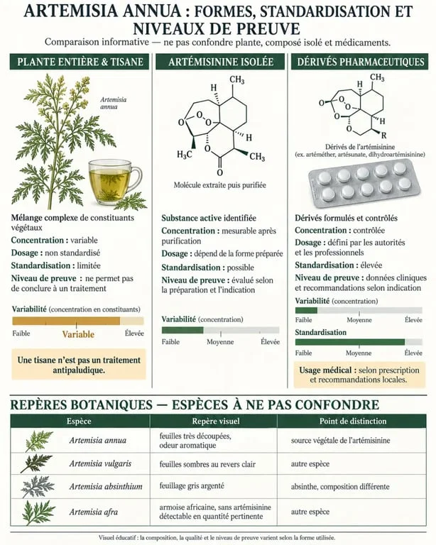 Infographie scientifique sur l’Artemisia annua, l’artémisinine, la tisane et les dérivés pharmaceutiques